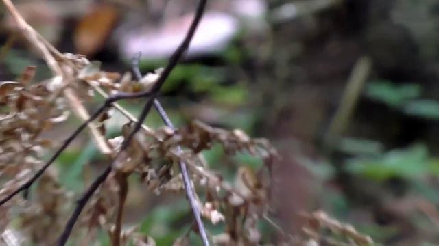 Золотая лагуна - новое грибное место. Дневник грибника 3 октября 2020 года. смотреть онлайн