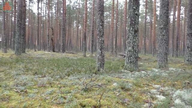 В мацутаковом лесу. "Дневник грибника" 26 сентября 2021 года смотреть онлайн