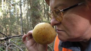 Удивительное безгрибье! Дневник грибника 7 сентября 2019 года.