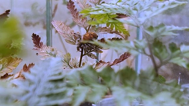 Паучиха Шелоб охотится. Секретное оружие таракана смотреть онлайн