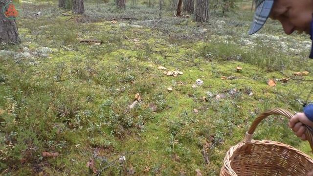 Моховики, маслята, белые, брусника и др. Дневник грибника от 13 сентября 2021 года смотреть онлайн