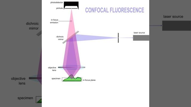 Confocal Fluorescence смотреть онлайн