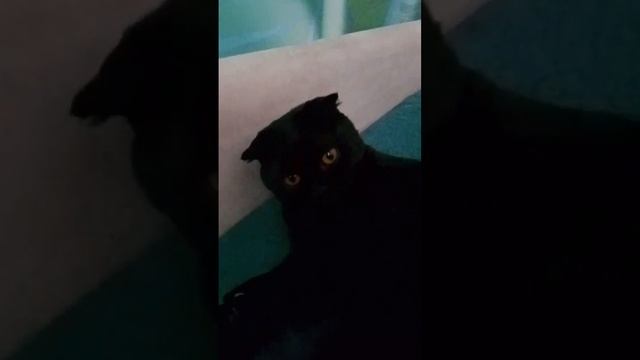 Кошка Милка и кунфу смотреть онлайн