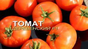 ДЕРЕВЕНСКИЙ F1! ОБЗОР СОРТОВ ТОМАТОВ! Советы от ЗЕЛЕНОГО ОГОРОДА!