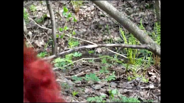 Где искать сморчковые шапочки? Советы Грибоведов. смотреть онлайн