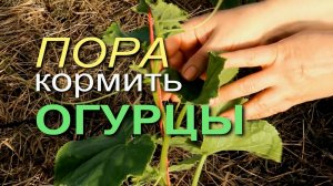 НЕСКОЛЬКО РЕАЛЬНЫХ СПОСОБОВ ПОДКОРМКИ ОГУРЦА! Советы от ЗЕЛЕНОГО ОГОРОДА!