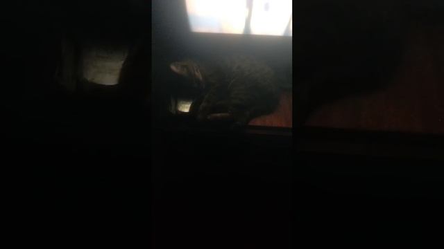 ПУМА спит перед телевизором не смотря на звук. видимо наигрался и спит крепким сном смотреть онлайн