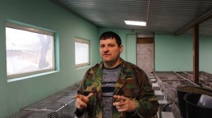 СЛУЧКА КРОЛИКОВ. КАК Я РАБОТАЮ!