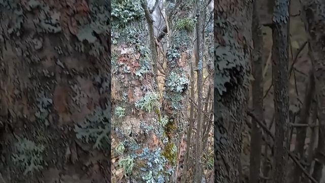 Как же это красиво, а ведь это всего лишь мох смотреть онлайн