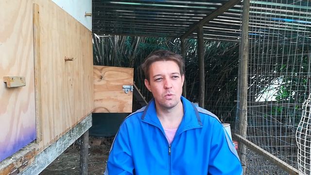 Lohmann Chickens, how much do they lay? смотреть онлайн