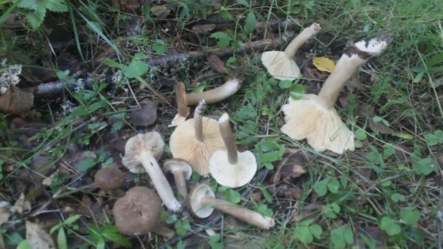 Млечник бурый в сравнении с Млечником буроватым