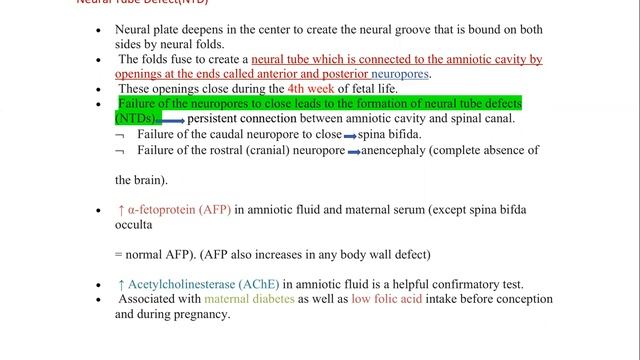 Lec 2 neuroembryology USMLE смотреть онлайн