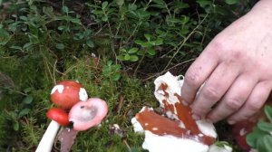 Осторожно! Рвотная или жгуче-едкая Сыроежка.