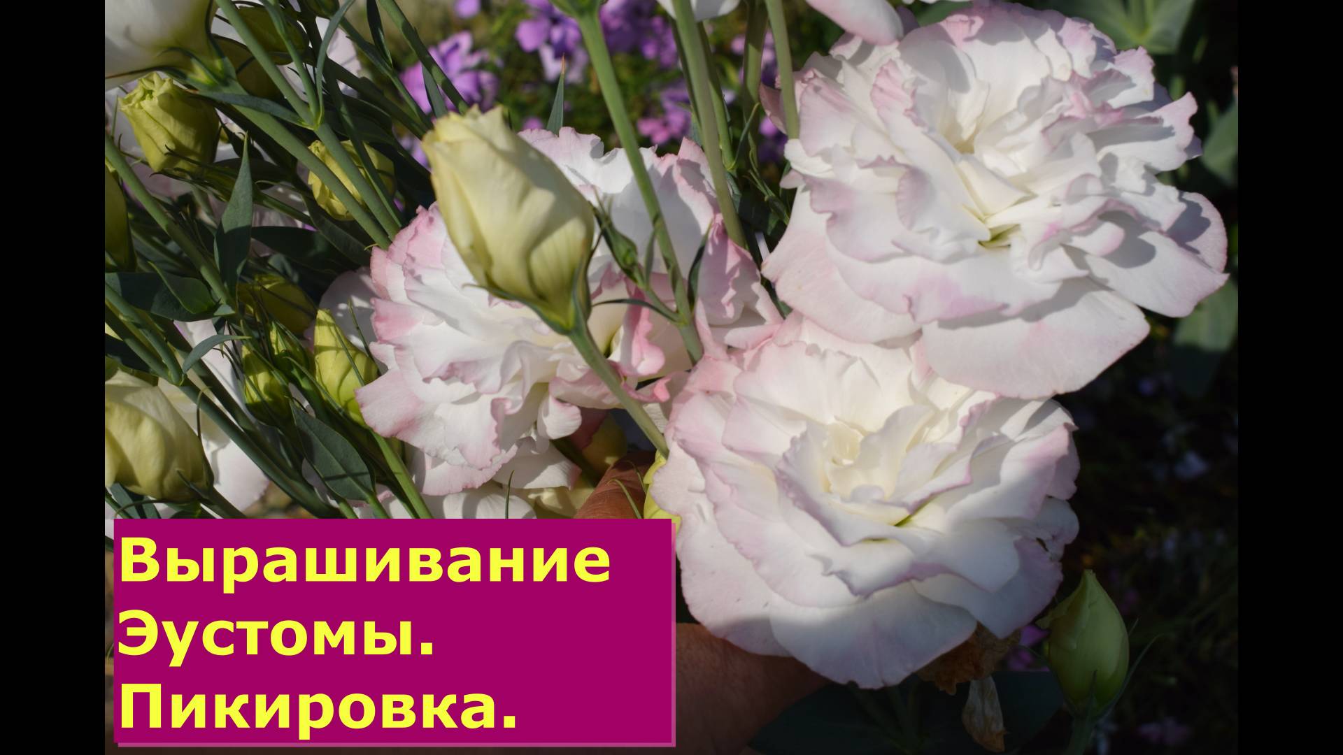 Выращивание Эустомы Пикировка смотреть онлайн