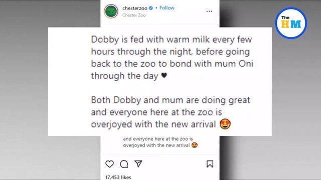 Harry Potter's Dobby Is Real Now? Aardvark Born In UK Zoo After 90 Years смотреть онлайн