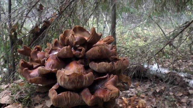 Опята состарились, а Вёшенки поздние только начали расти... Дневник грибника 14 октября 2020 года. смотреть онлайн