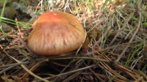 Похож на  мухомор.. Белопаутинник клубненосный.