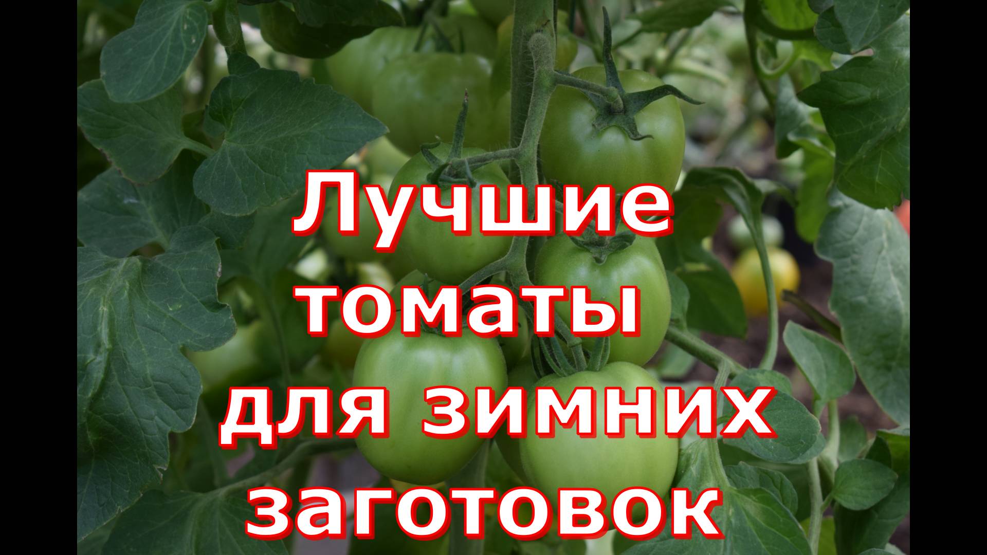 Томат Сладкий бочонок вкусный и ароматный. Идеально подходит для зимних заготовок смотреть онлайн