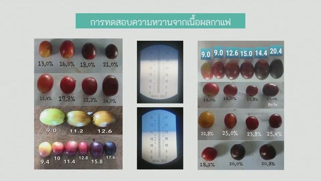 CIRCULAR ECO COFFEE : UPCYCLING POST HARVESTING TO NEW INDUSTRIES смотреть онлайн