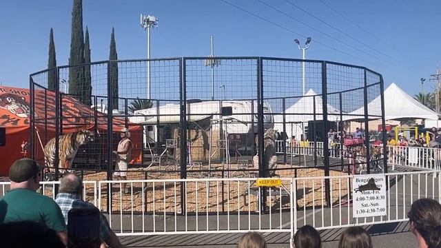 Tucson Bengal Tiger Show - Pima County Fair смотреть онлайн