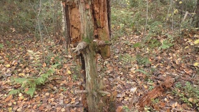 Мы хотели рыжиков и маслят, но.... Дневник грибника 30 сентября 2020 года смотреть онлайн