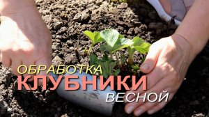 КЛУБНИКА скажет ВАМ за ЭТО БОЛЬШОЕ СПАСИБО! Советы от ЗЕЛЕНОГО ОГОРОДА!