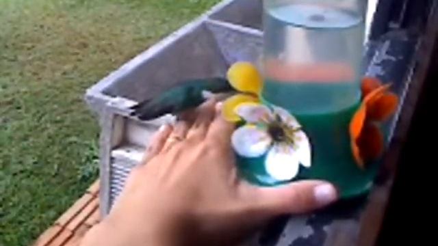 BEIJA-FLOR DE ESTIMAÇÃO смотреть онлайн