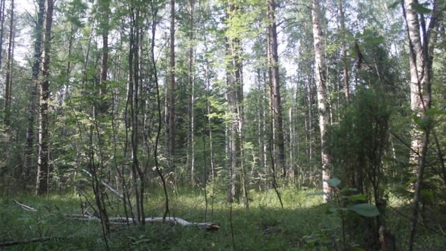 Сыроежка лайковая или сыроежка зелёно-красная.