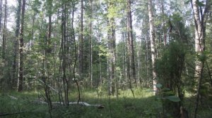 Сыроежка лайковая или сыроежка зелёно-красная.