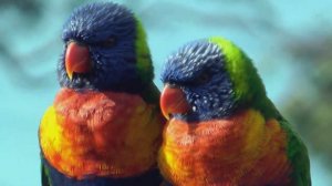 Самые яркие птицы в мире. Пение птиц. Снятие стресса