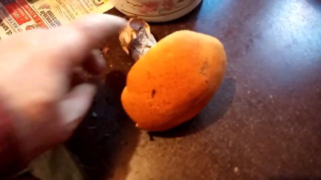 Первый подосиновик 2020 года. 6 июля. смотреть онлайн