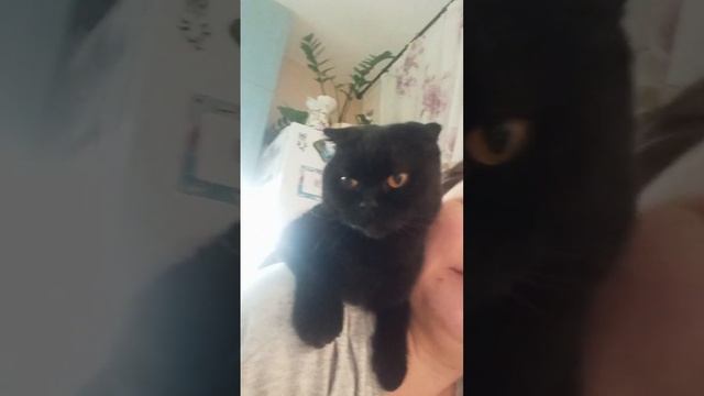 Кошка Милка и меню смотреть онлайн