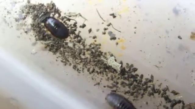 Pycnoscelus femapterus and Pycnoscelus nigra nymphs смотреть онлайн