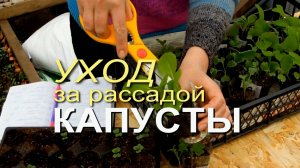 УХОД за рассадой КАПУСТЫ! ЧЕМ и КОГДА нужно ПОДКОРМИТЬ! Советы от ЗЕЛЕНОГО ОГОРОДА!
