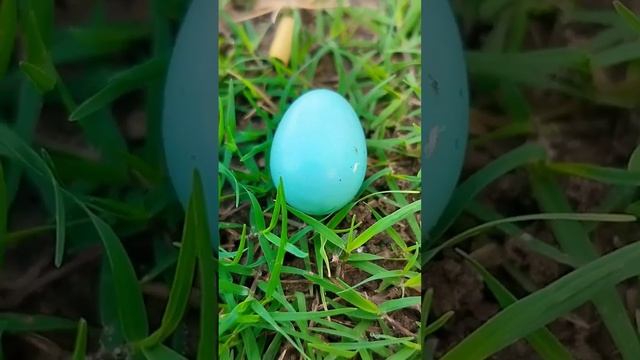 nature and 🦚🦚🦚🦚🦚🦚🦚 egge 🥚🥚🥚🥚#nature #peacocks #birds #shortsviral #peacock #newborn смотреть онлайн