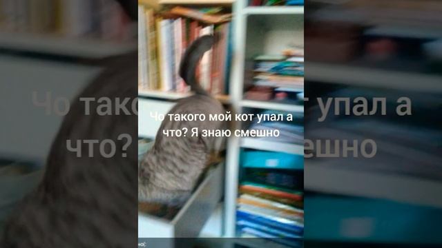 кот упал смотреть онлайн