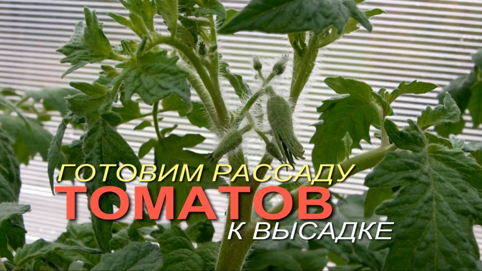 ПОДГОТОВКА РАССАДЫ ТОМАТОВ перед высадкой в ТЕПЛИЦУ! Советы от ЗЕЛЕНОГО ОГОРОДА!