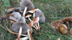 Сравнение опят с двойниками. 5 разных видов опят в одном кадре.