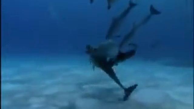 Dolphin Rape