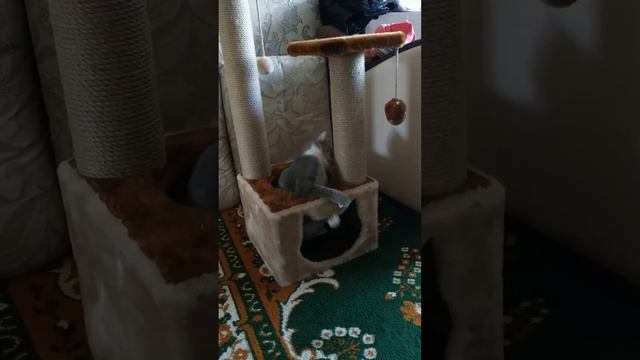 Кошкин дом смотреть онлайн