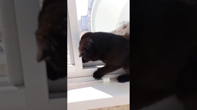 Кошка Милка и голодные игры смотреть онлайн