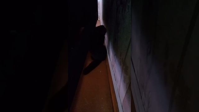 Кошка Милка и темнота смотреть онлайн