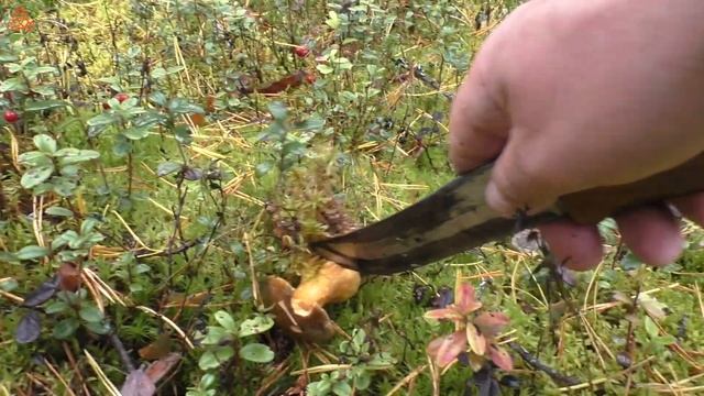 Вначале брусника, а потом дождь...((( "Дневник грибника" 15 сентября 2021 года. смотреть онлайн