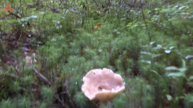 За грибами для засолки. "Дневник грибника" 2 сентября 2021 года. смотреть онлайн