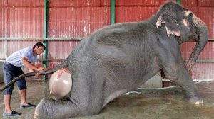 Вот Как Рождаются Детеныши Животных!