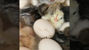 Инкубатор автоматический на 36 яиц