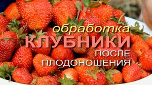 ДЛЯ КЛУБНИКИ ЭТО НАДО СДЕЛАТЬ ОБЯЗАТЕЛЬНО! Советы от ЗЕЛЕНОГО ОГОРОДА!