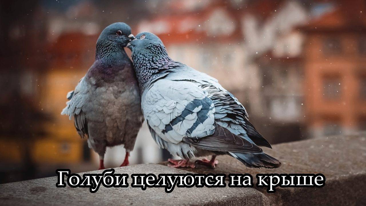 Голуби целуются на крыше смотреть онлайн