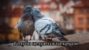 Голуби целуются на крыше