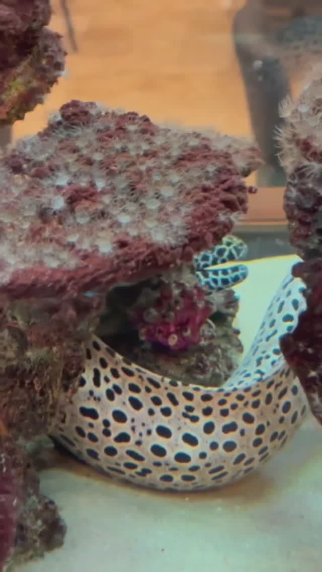 Огромные Мурены в огромном аквариуме в Gloria #турция #белек #gloria